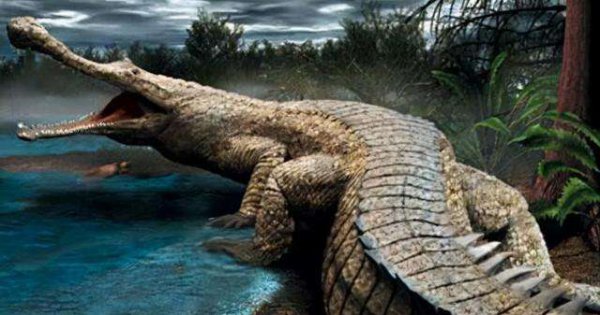 海洋霸主都是什么动物