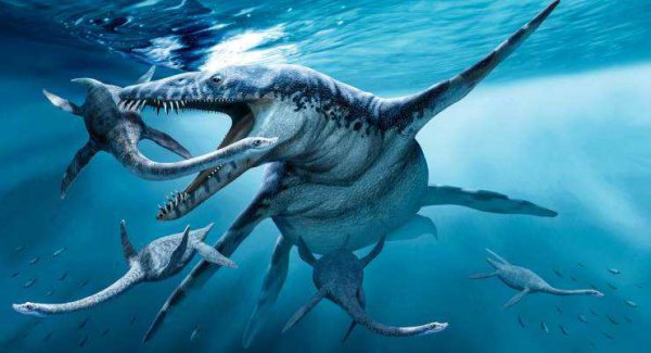 海洋霸主都是什么动物