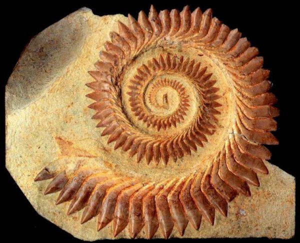 海洋霸主都是什么动物