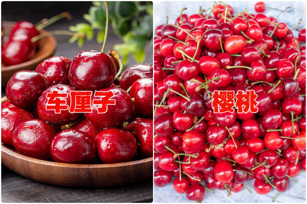 樱桃和车厘子有什么区别