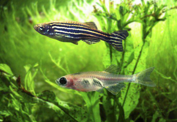 斑马鱼好养吗需要注意什么