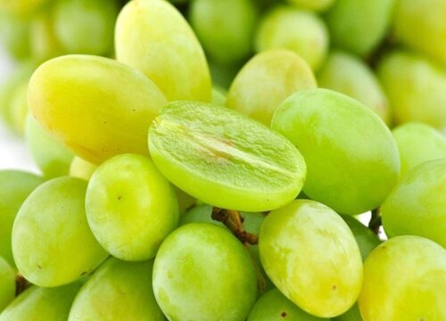 青提子什么季节成熟