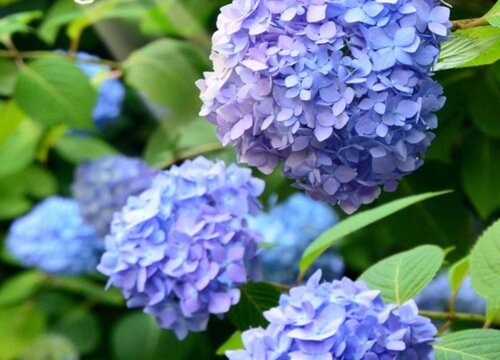 绣球花黄叶是怎么回事