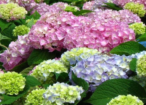 绣球花黄叶是怎么回事