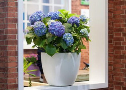 绣球花黄叶是怎么回事