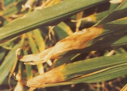 种植生姜病虫害防治技术与方法措施