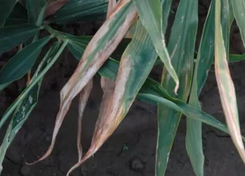 种植生姜病虫害防治技术与方法措施