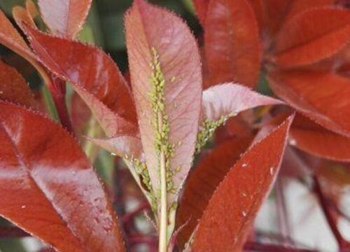 红叶石楠病虫害防治方法与技术