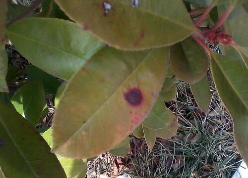 红叶石楠病虫害防治方法与技术