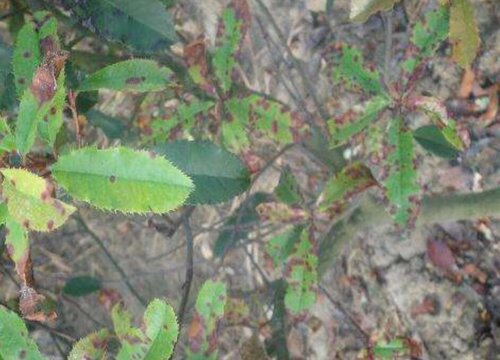 红叶石楠病虫害防治方法与技术