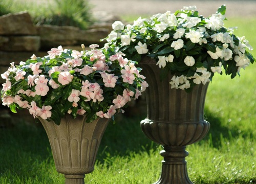 长春花可以浇啤酒吗