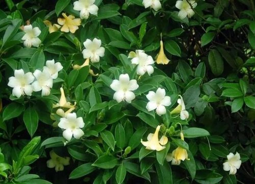 非洲茉莉如何轻松养殖