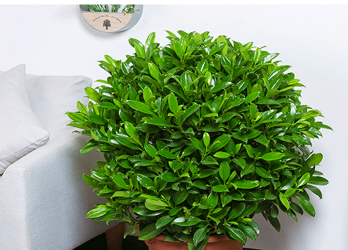 非洲茉莉如何轻松养殖