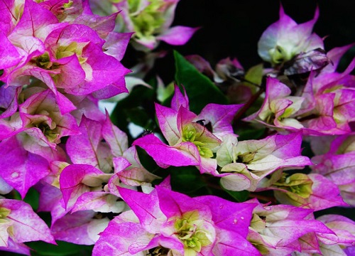 冬季三角梅如何修剪