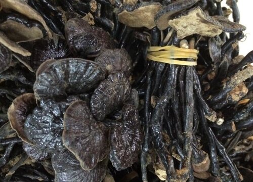 灵芝有什么药用价值