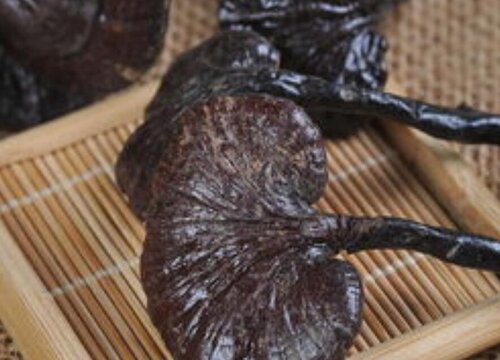 灵芝有什么药用价值