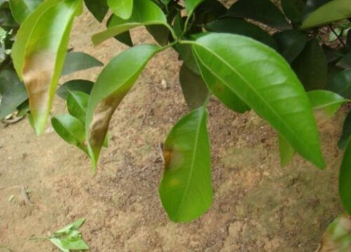 茶树炭疽病的发病原因及治疗方法