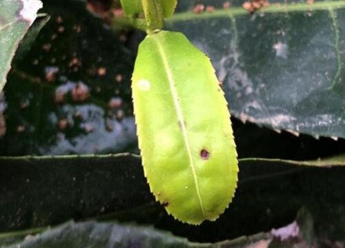 茶树炭疽病的发病原因及治疗方法
