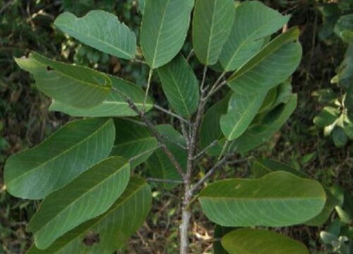 中国十大稀有珍贵名木