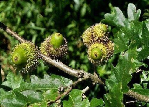 中国十大稀有珍贵名木