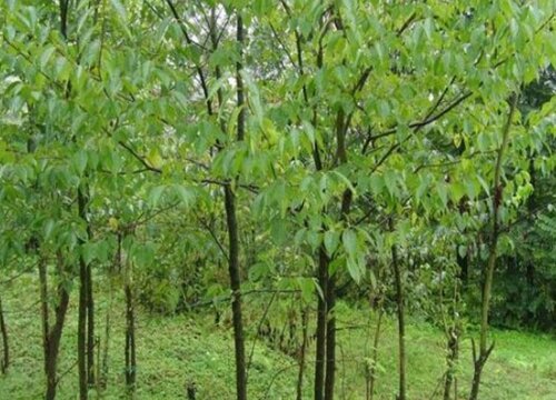 中国十大稀有珍贵名木
