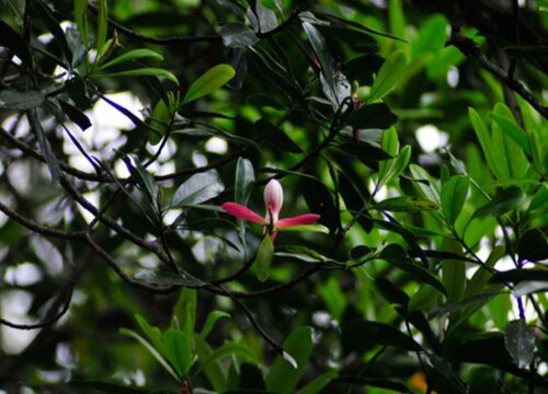 中国十大稀有珍贵名木