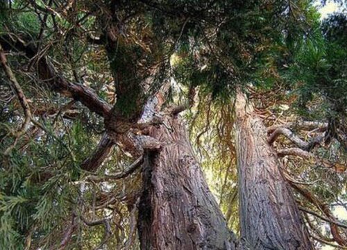 中国十大稀有珍贵名木