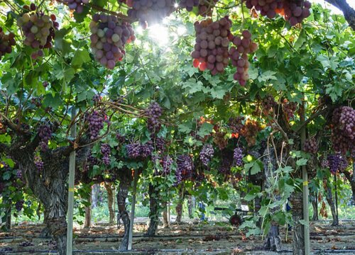 葡萄幼苗施肥用什么肥料好