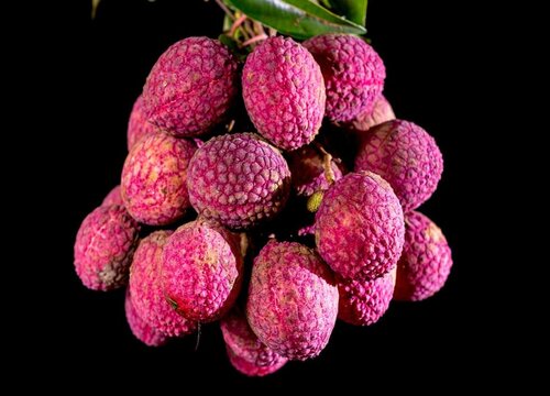 荔枝王什么时候成熟