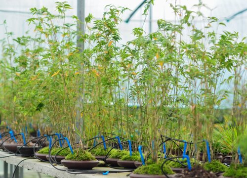 家里为什么不能养竹子盆栽