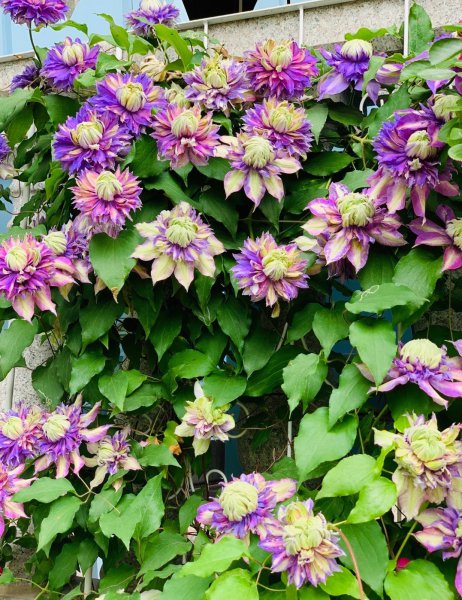 魔法喷泉铁线莲优缺点