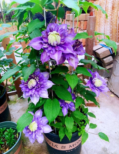 魔法喷泉铁线莲优缺点