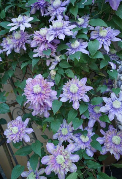 魔法喷泉铁线莲优缺点