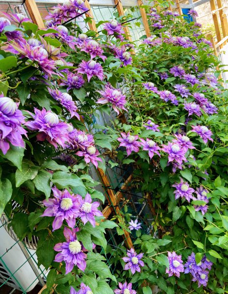 魔法喷泉铁线莲优缺点