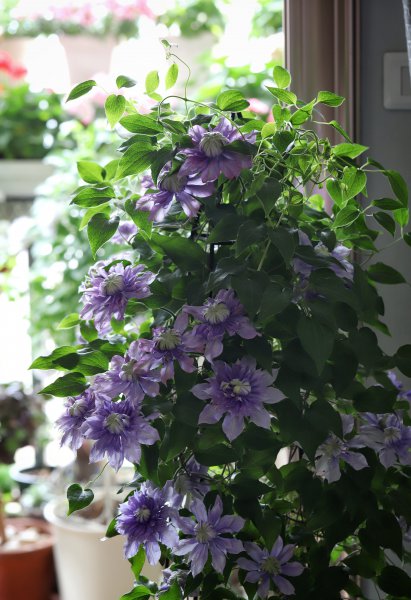 魔法喷泉铁线莲优缺点