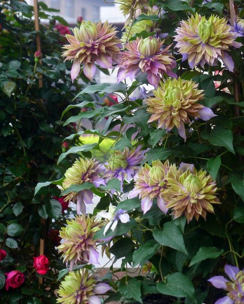 魔法喷泉铁线莲优缺点