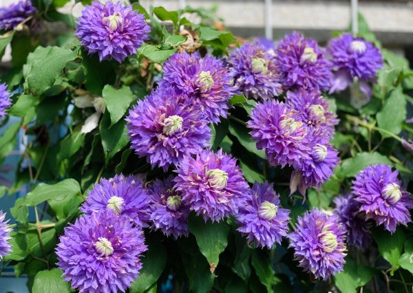 魔法喷泉铁线莲优缺点