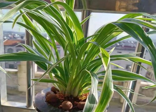 夏天养吊兰放置在什么位置从不黄叶干尖