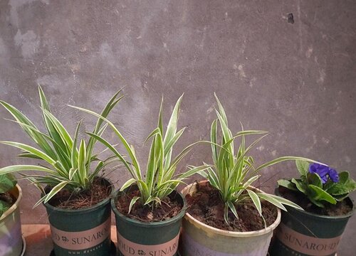 夏天养吊兰放置在什么位置从不黄叶干尖