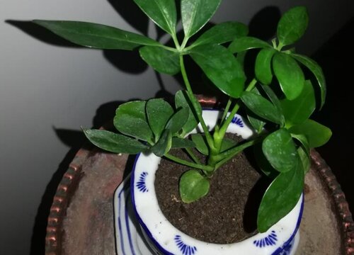 鸭脚木的扦插方法和扦插时间