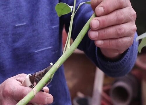 鸭脚木的扦插方法和扦插时间