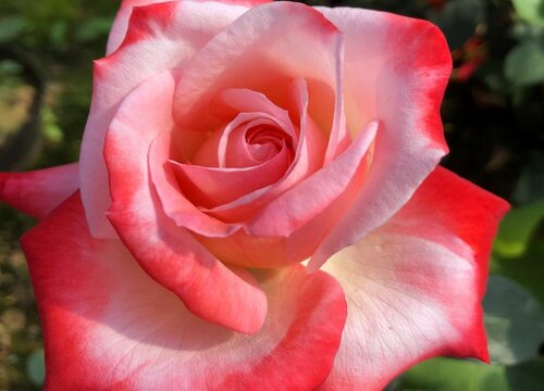 适合懒人养护月季的方法