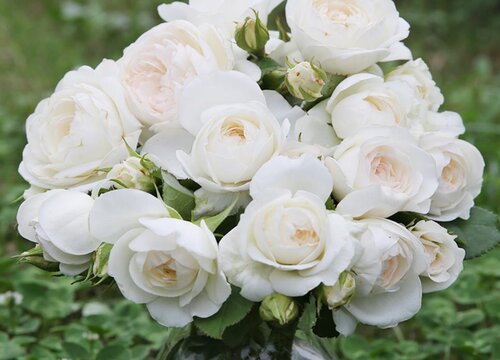 适合懒人养护月季的方法