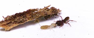 世界上最快的动物每秒多少米