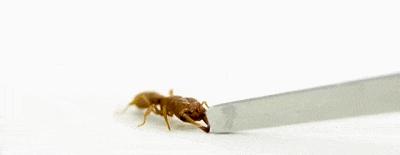 世界上最快的动物每秒多少米