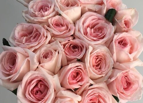 粉色玫瑰代表什么象征意义