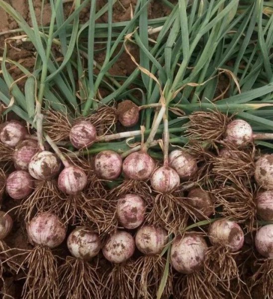 独头蒜种下去长出来的还是独头蒜吗