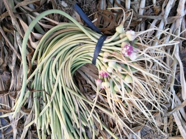 独头蒜种下去长出来的还是独头蒜吗