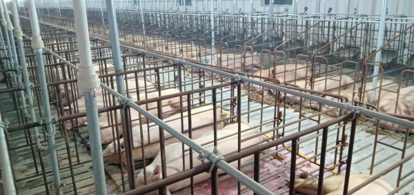 封闭式猪场打工的感受