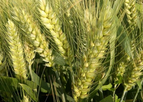 小麦三遍药什么时间打合适